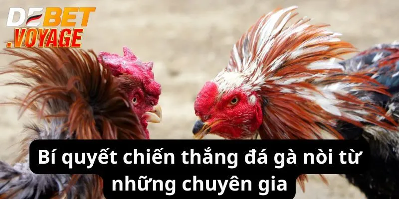 Bí quyết chiến thắng đá gà nòi từ những chuyên gia