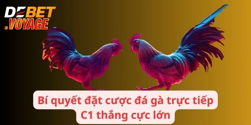 Bí quyết đặt cược đá gà trực tiếp C1 thắng cực lớn