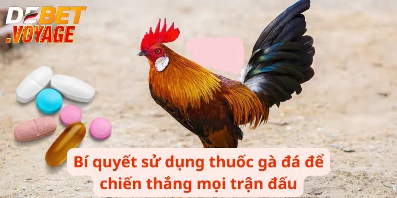 Bí quyết sử dụng thuốc gà đá để chiến thắng mọi trận đấu