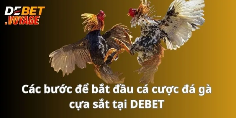Các bước để bắt đầu cá cược đá gà cựa sắt tại DEBET