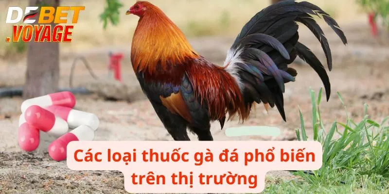 Các loại thuốc gà đá phổ biến trên thị trường