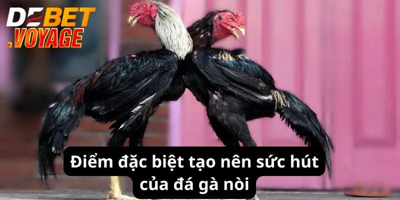 Điểm đặc biệt tạo nên sức hút của đá gà nòi