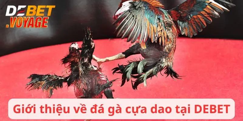 Giới thiệu về đá gà cựa dao tại DEBET