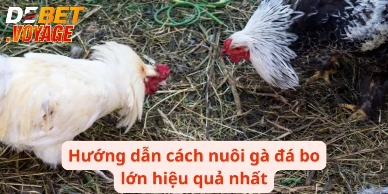 Hướng dẫn cách nuôi gà đá bo lớn hiệu quả nhất