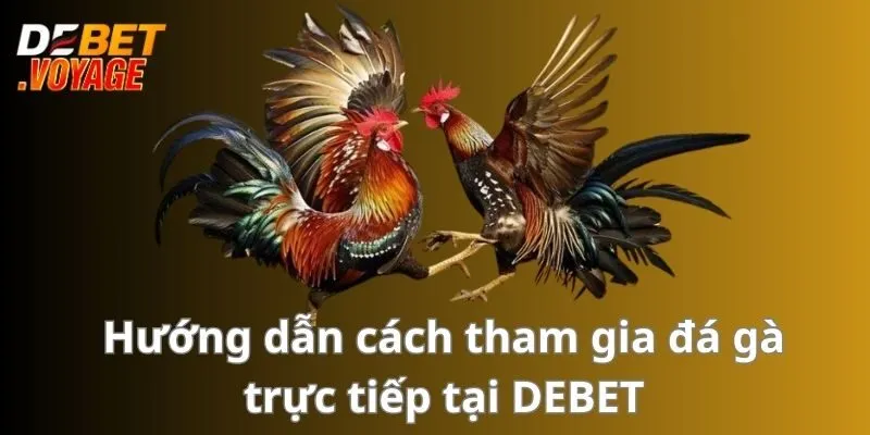 Hướng dẫn cách tham gia đá gà trực tiếp tại DEBET