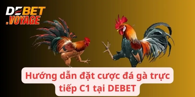 Hướng dẫn đặt cược đá gà trực tiếp c1 tại DEBET