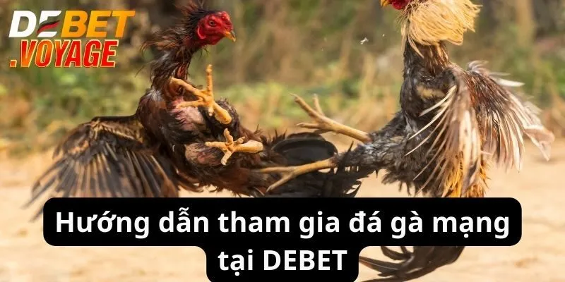Hướng dẫn tham gia đá gà mạng tại DEBET