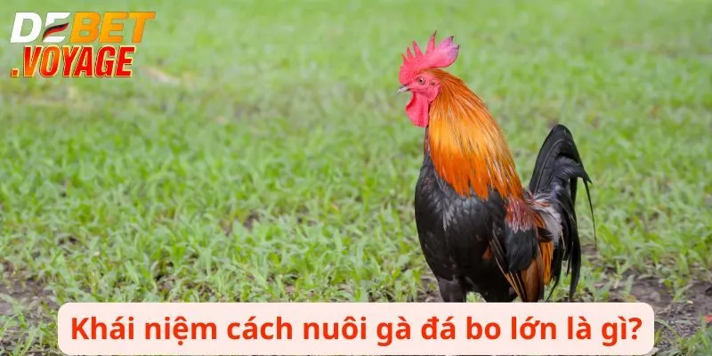 Khái niệm cách nuôi gà đá bo lớn là gì?