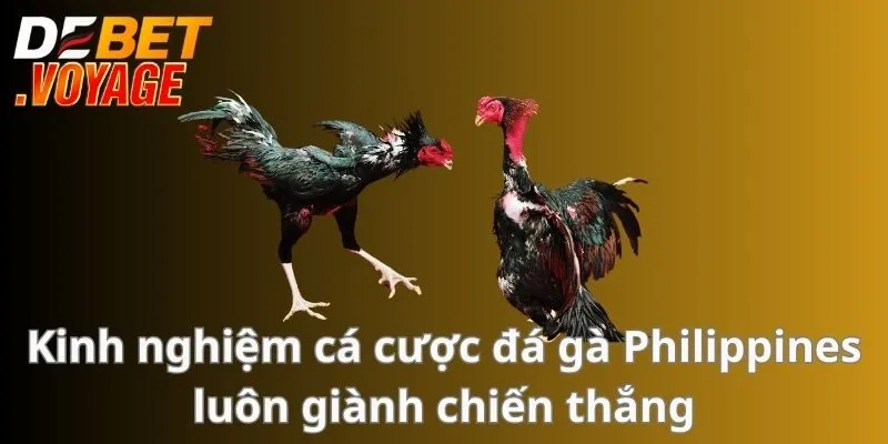 Kinh nghiệm cá cược đá gà Philippines luôn giành chiến thắng