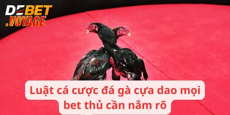 Luật cá cược đá gà cựa dao mọi bet thủ cần nắm rõ