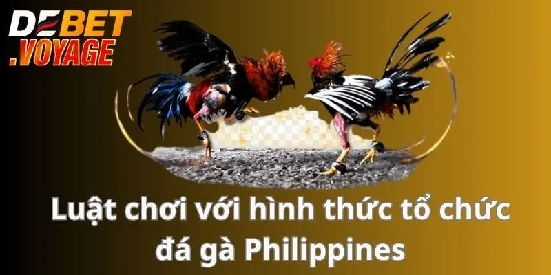 Luật chơi với hình thức tổ chức Đá gà Philippines