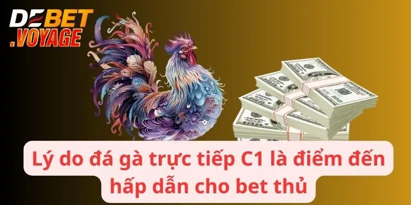 Lý do đá gà trực tiếp C1 là điểm đến hấp dẫn cho bet thủ
