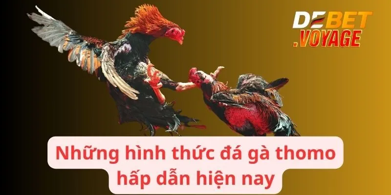 Những hình thức đá gà thomo hấp dẫn hiện nay