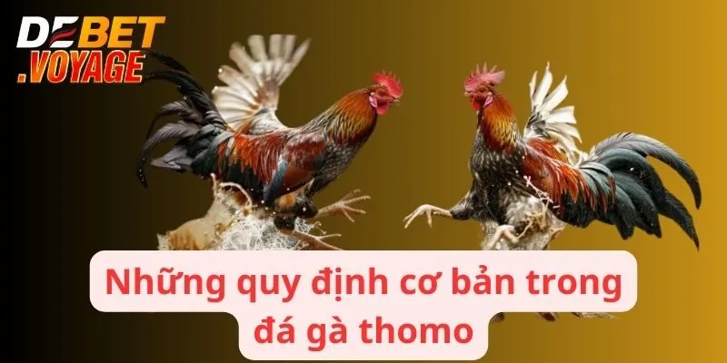 Những quy định cơ bản trong đá gà thomo