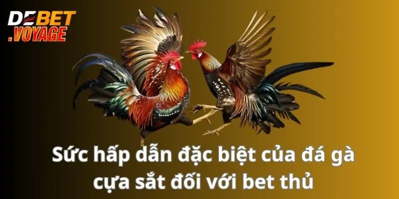 Sức hấp dẫn đặc biệt của đá gà cựa sắt đối với bet thủ