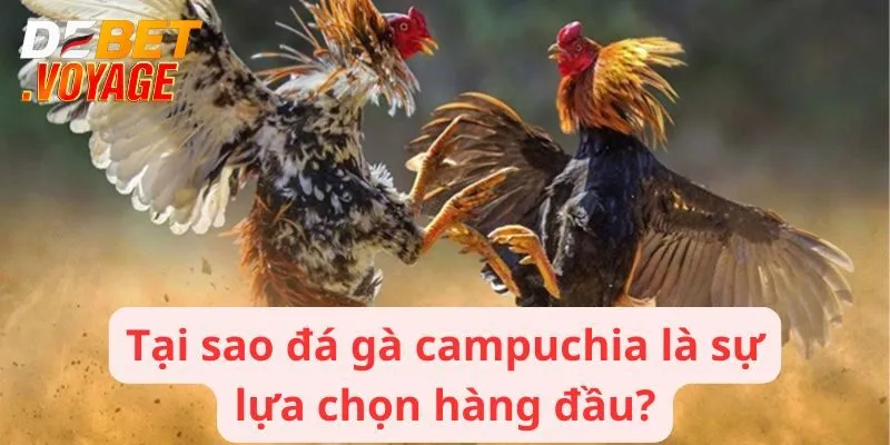 Tại sao đá gà campuchia là sự lựa chọn hàng đầu?