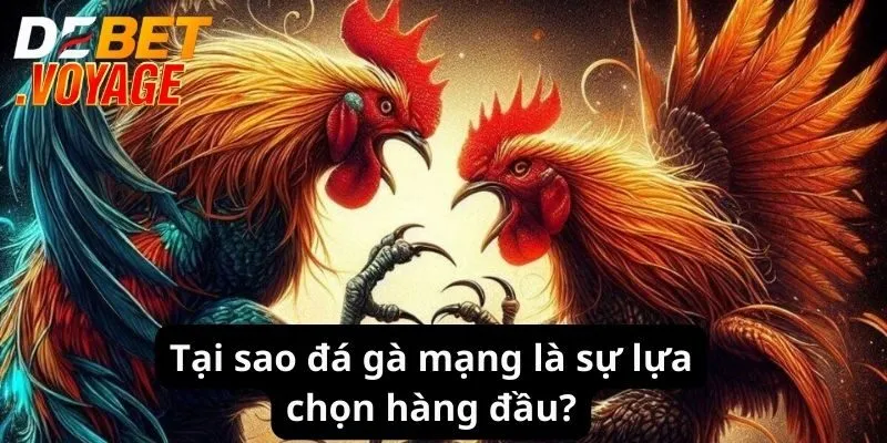Tại sao đá gà mạng là sự lựa chọn hàng đầu?