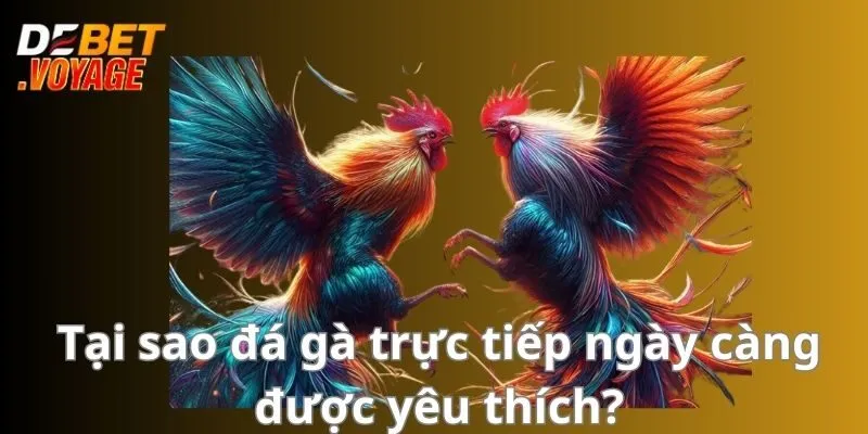 Tại sao đá gà trực tiếp ngày càng được yêu thích?