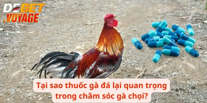 Tại sao thuốc gà đá lại quan trọng trong chăm sóc gà chọi?