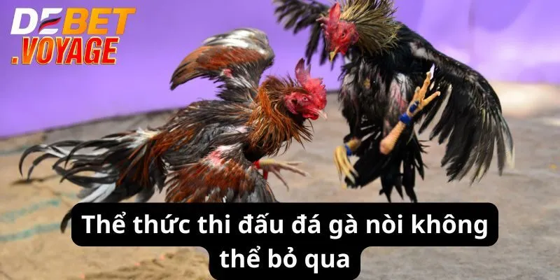 Thể thức thi đấu đá gà nòi không thể bỏ qua