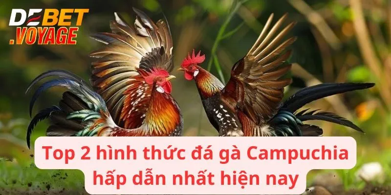 Top 2 hình thức đá gà Campuchia hấp dẫn nhất hiện nay