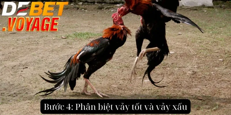 Bước 4: Phân biệt vảy tốt và vảy xấu