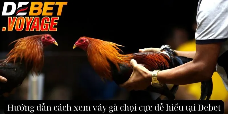 Hướng dẫn cách xem vảy gà chọi cực dễ hiểu tại Debet